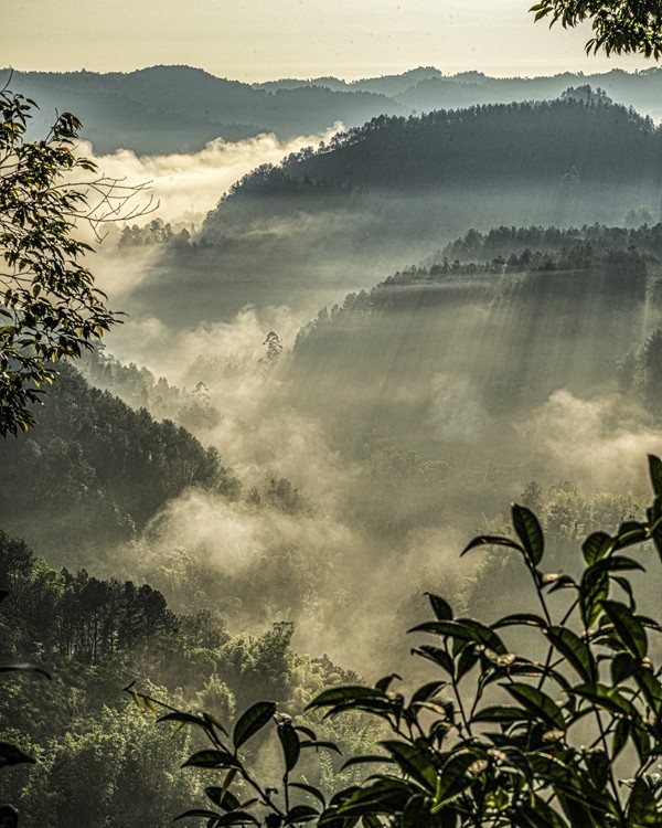 四川威远骑龙坳---晨雾