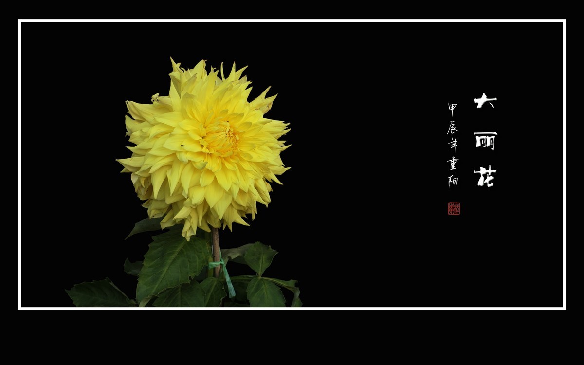 霓裳娇艳大丽花，花团锦簇似虹霞