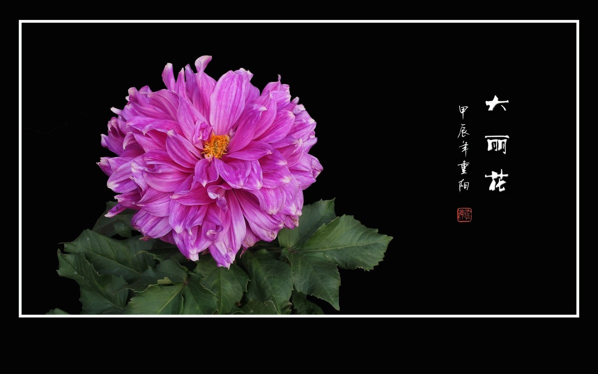 霓裳娇艳大丽花，花团锦簇似虹霞