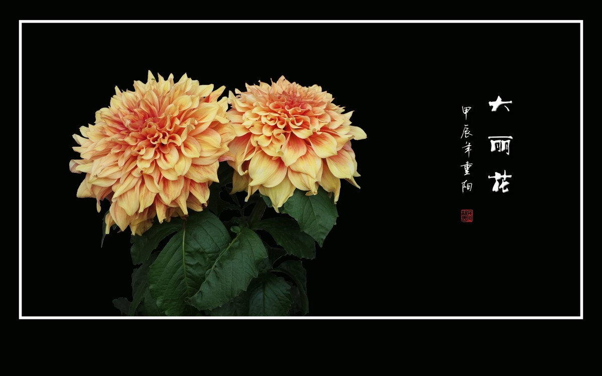 霓裳娇艳大丽花，花团锦簇似虹霞