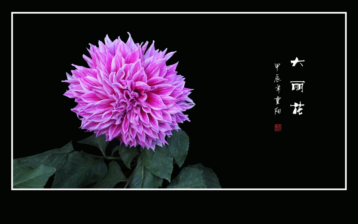 霓裳娇艳大丽花，花团锦簇似虹霞