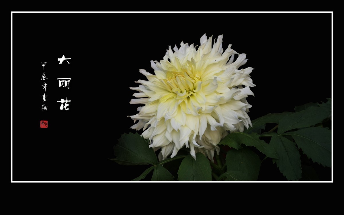 霓裳娇艳大丽花，花团锦簇似虹霞