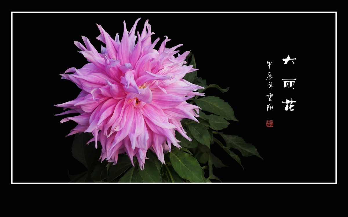 霓裳娇艳大丽花，花团锦簇似虹霞