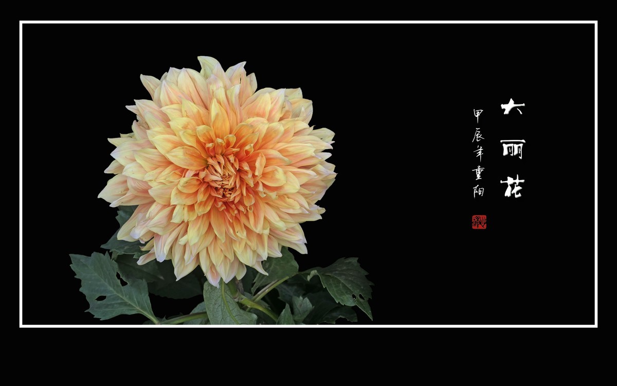 霓裳娇艳大丽花，花团锦簇似虹霞