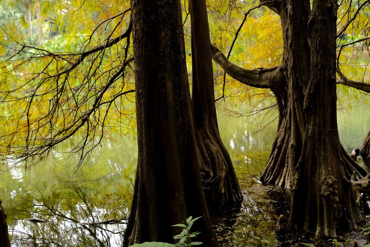 游华南植物园（三）