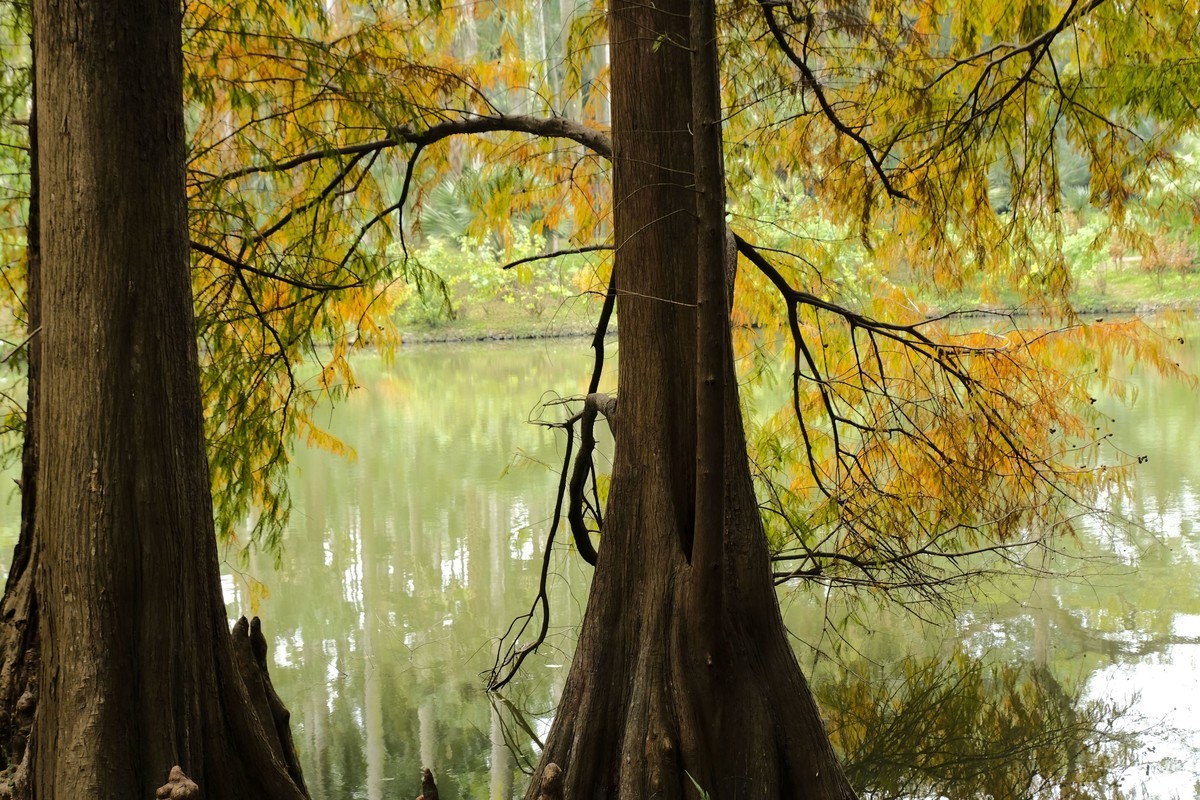 游华南植物园（三）