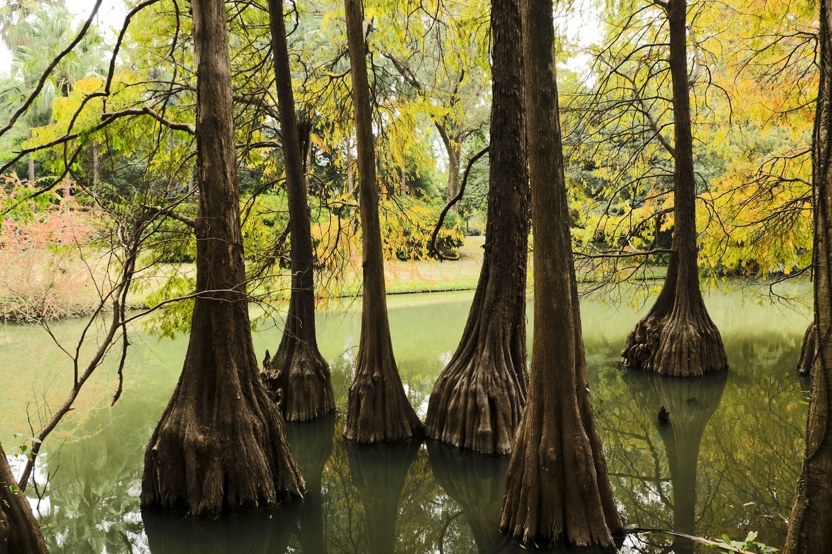 游华南植物园（三）