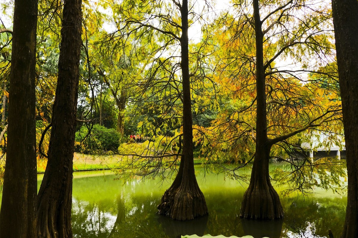 游华南植物园（三）