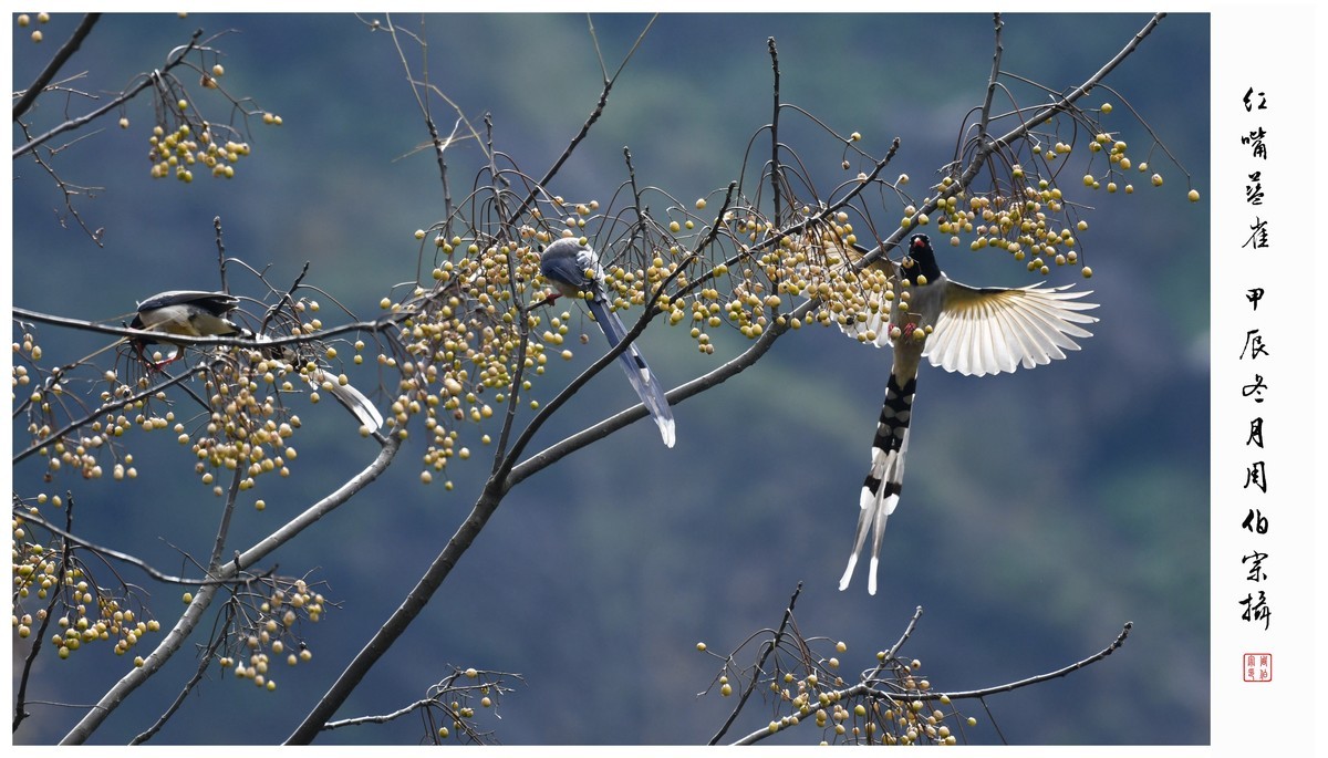 尼康D850拍红嘴蓝雀
