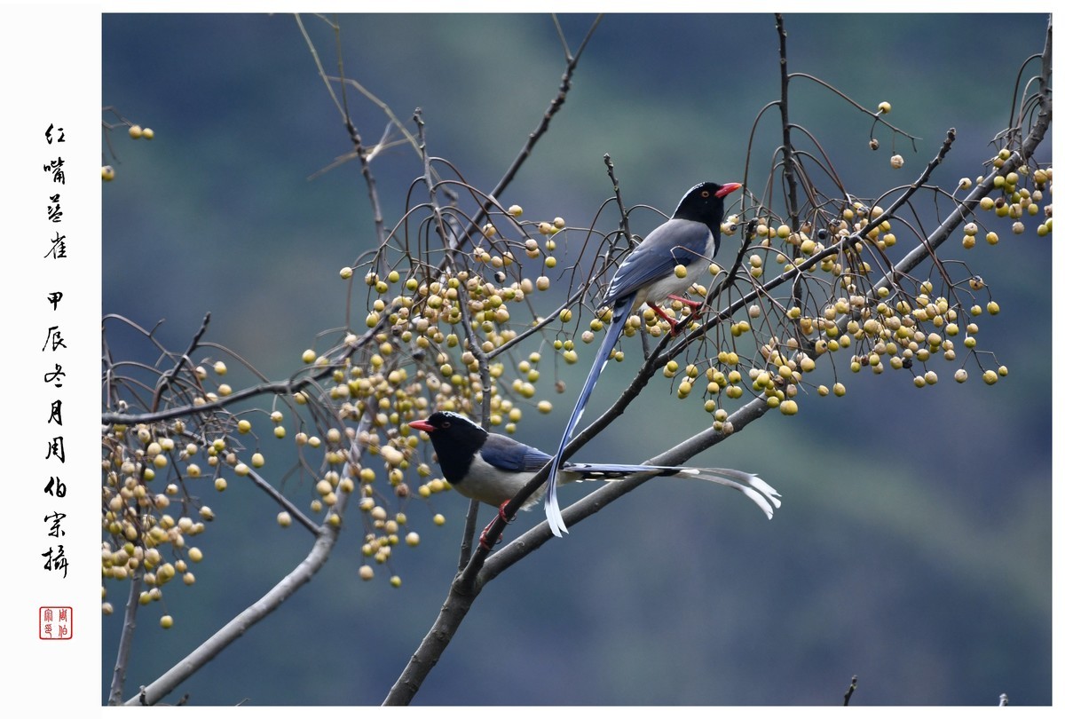 尼康D850拍红嘴蓝雀