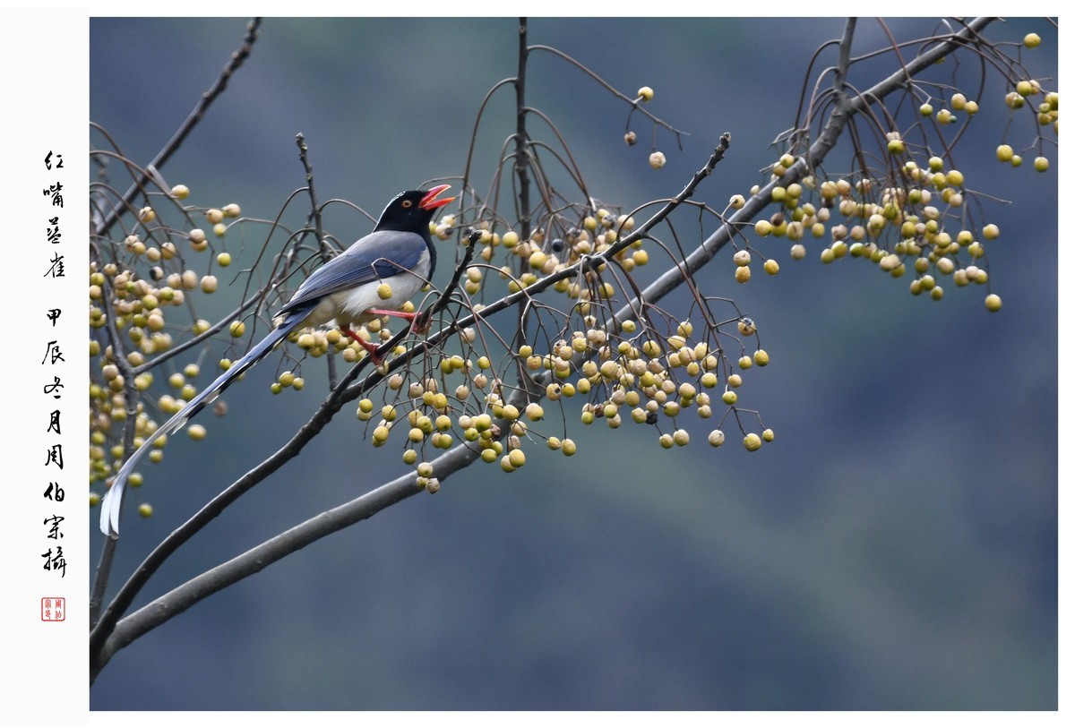 尼康D850拍红嘴蓝雀
