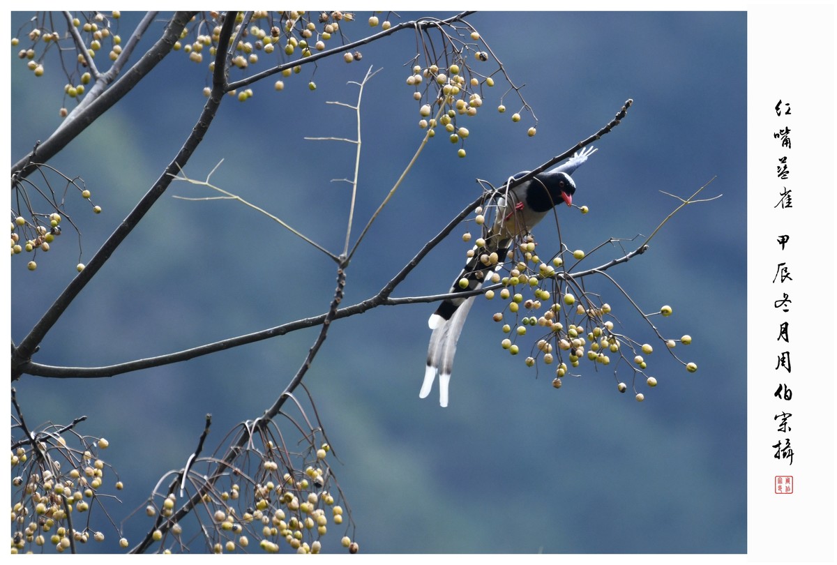 尼康D850拍红嘴蓝雀