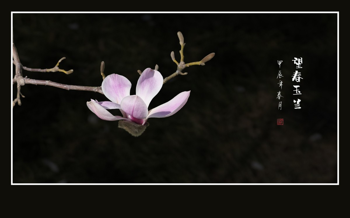 窈窕舞枝头的望春玉兰