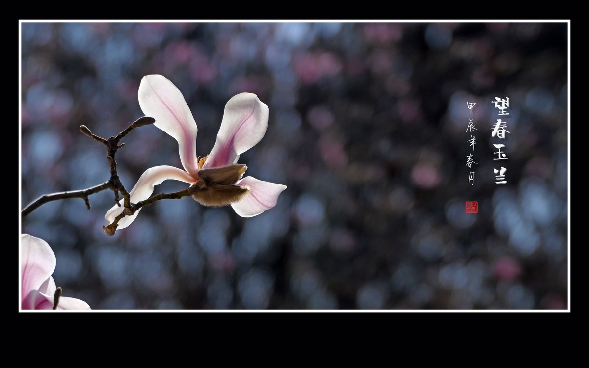 窈窕舞枝头的望春玉兰