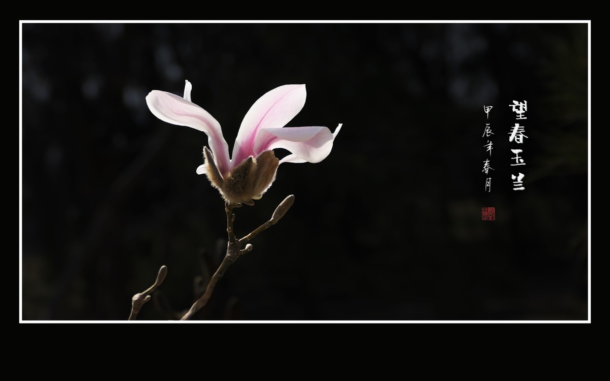 窈窕舞枝头的望春玉兰