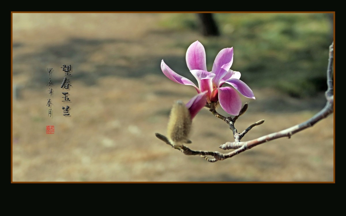 窈窕舞枝头的望春玉兰