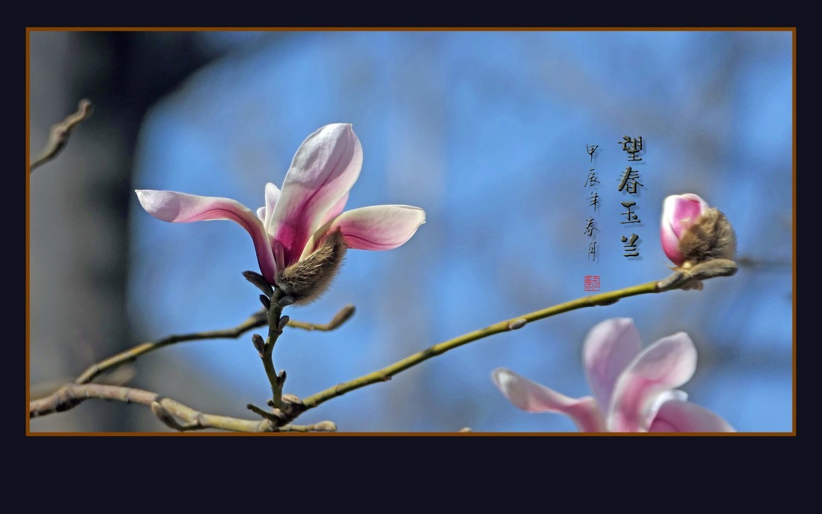 窈窕舞枝头的望春玉兰