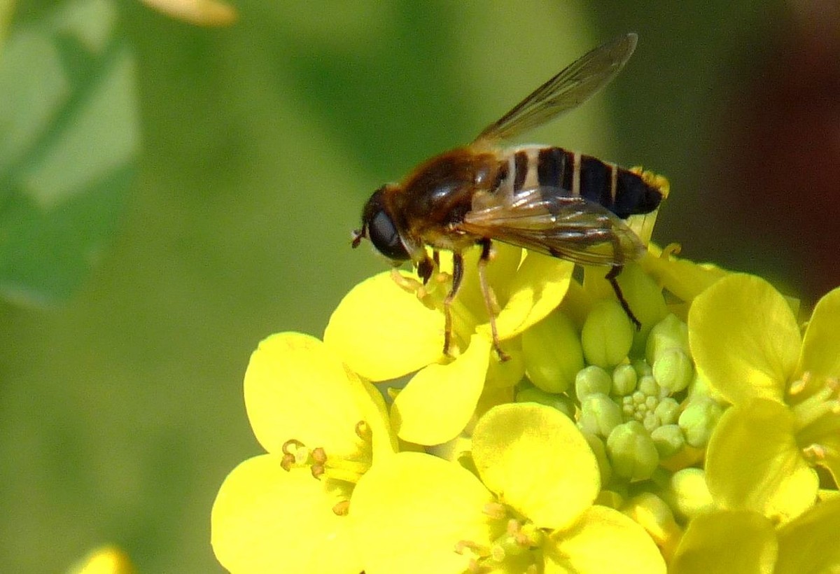 蜂蝇采花图