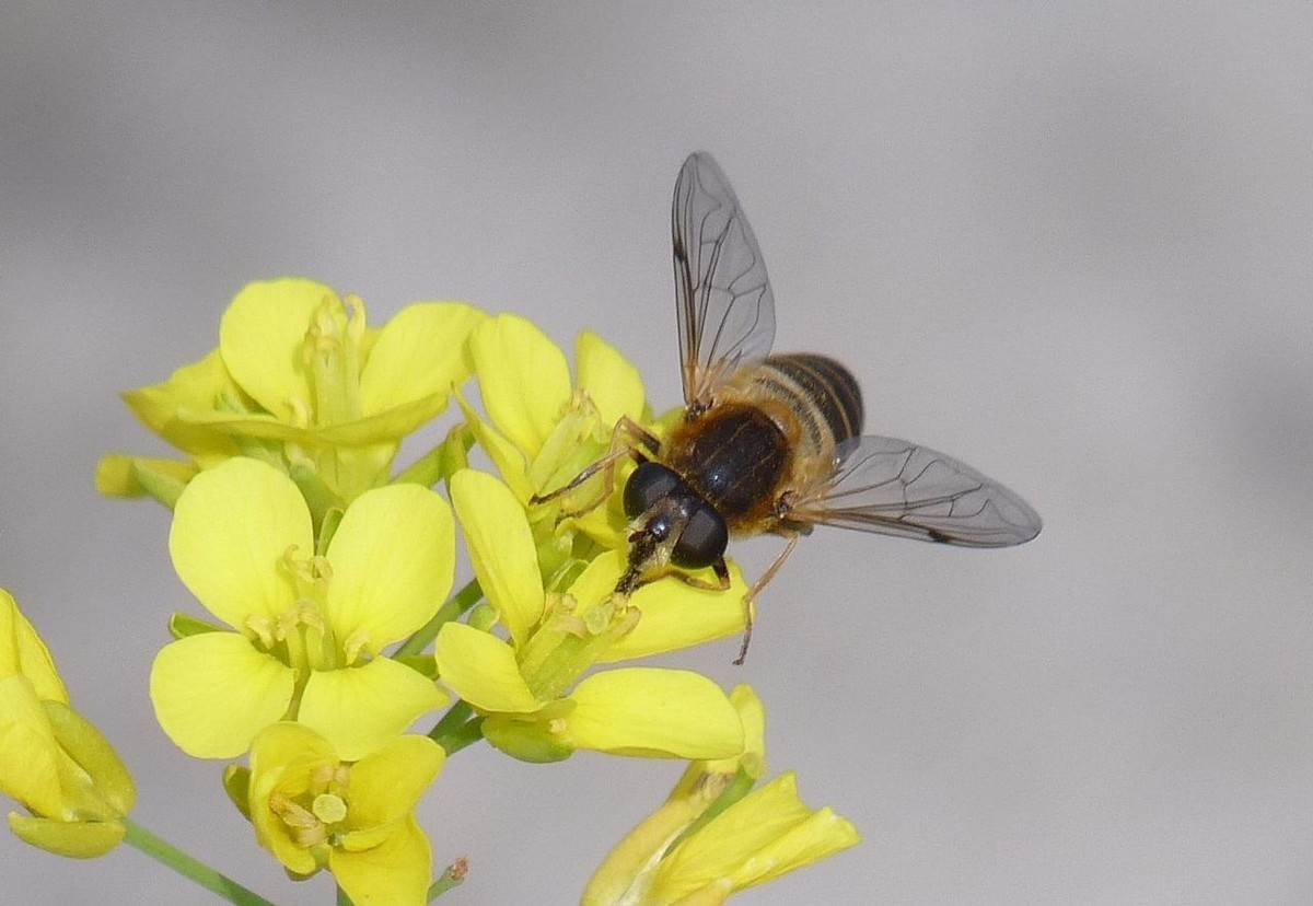 蜂蝇采花图