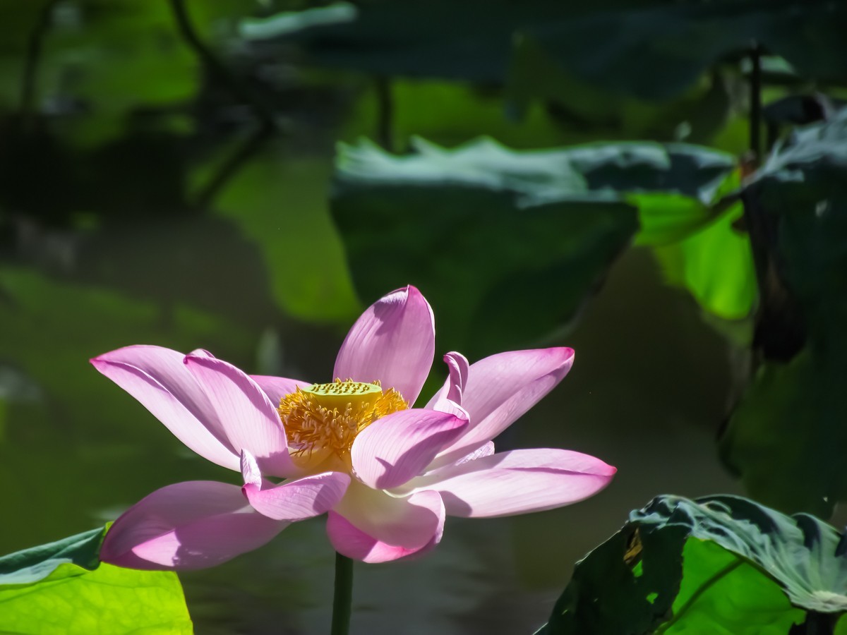 荷花