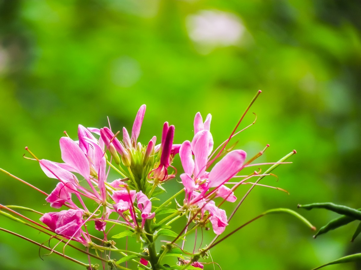 蝶翠花