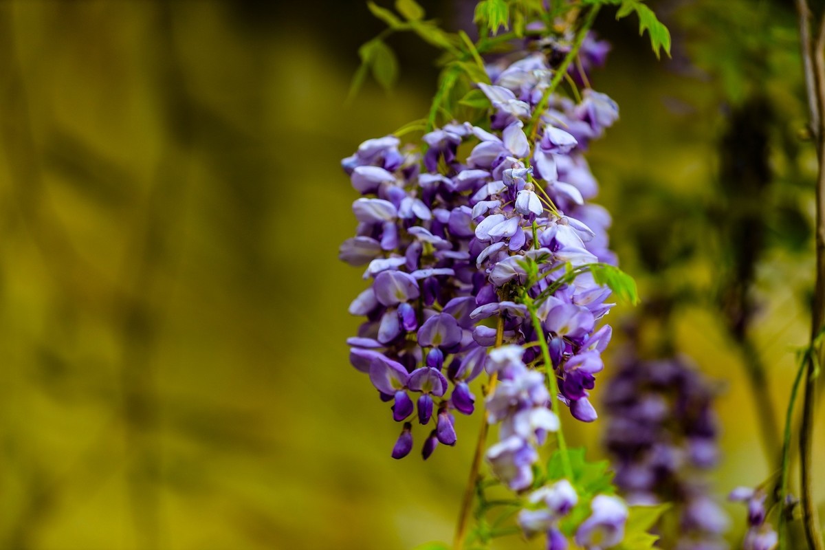 紫藤花