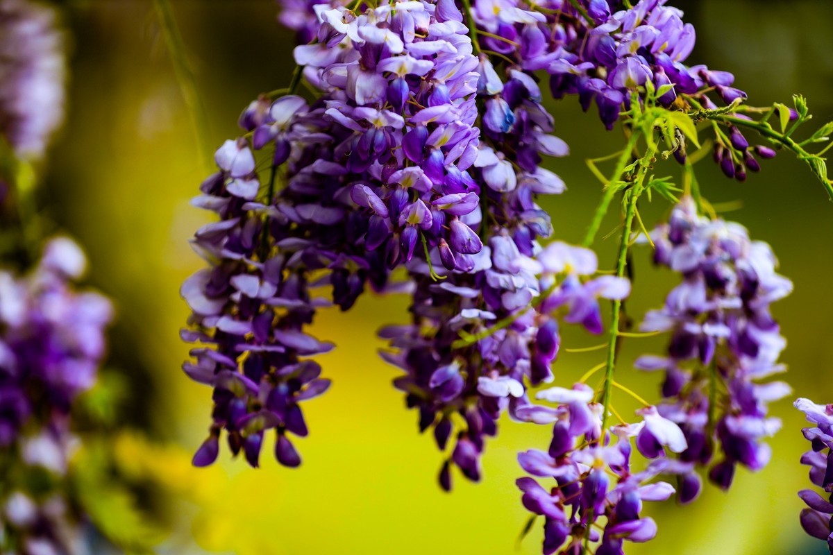 紫藤花