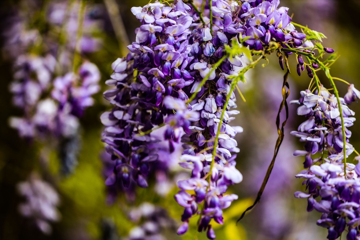 紫藤花
