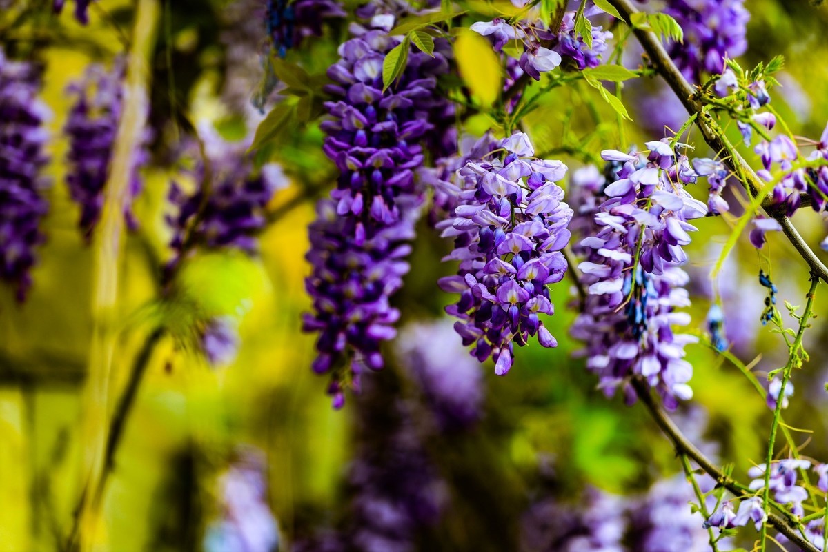紫藤花