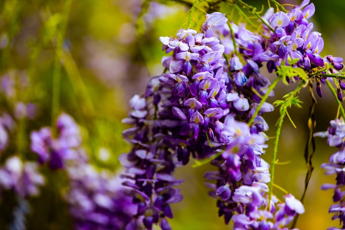 紫藤花