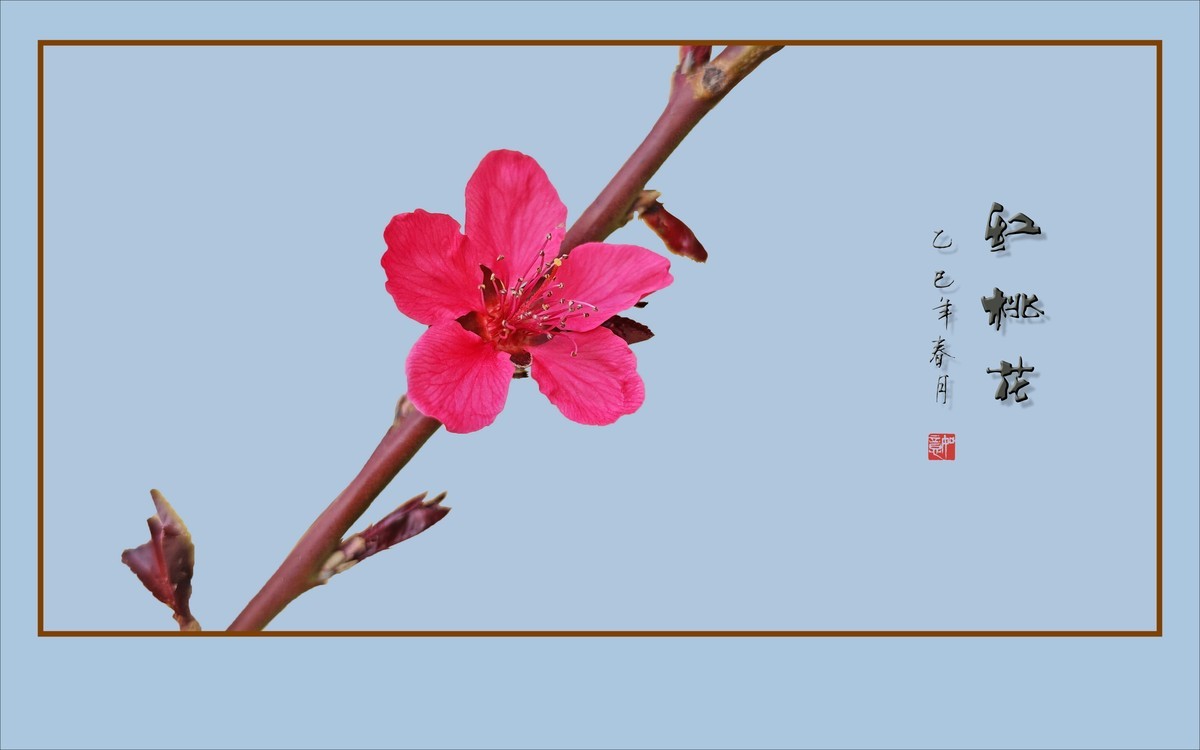 红红火火的红桃花