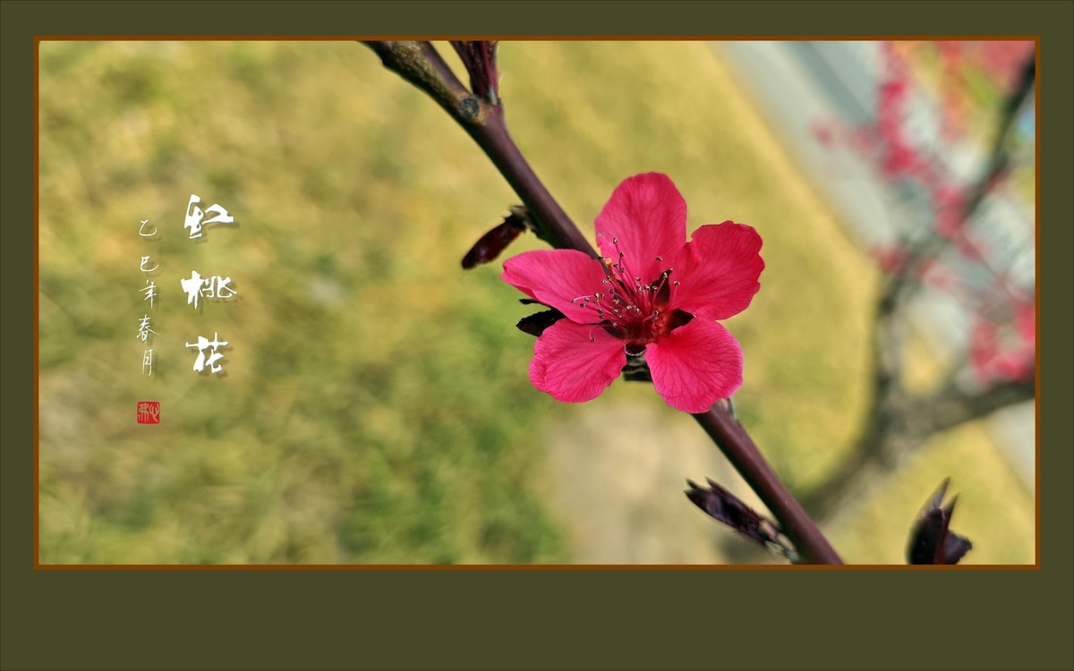 红红火火的红桃花