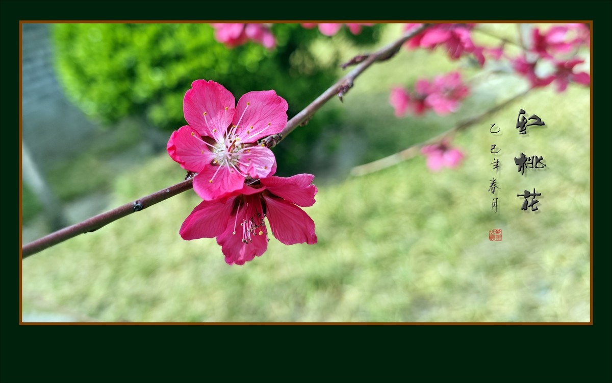 红红火火的红桃花