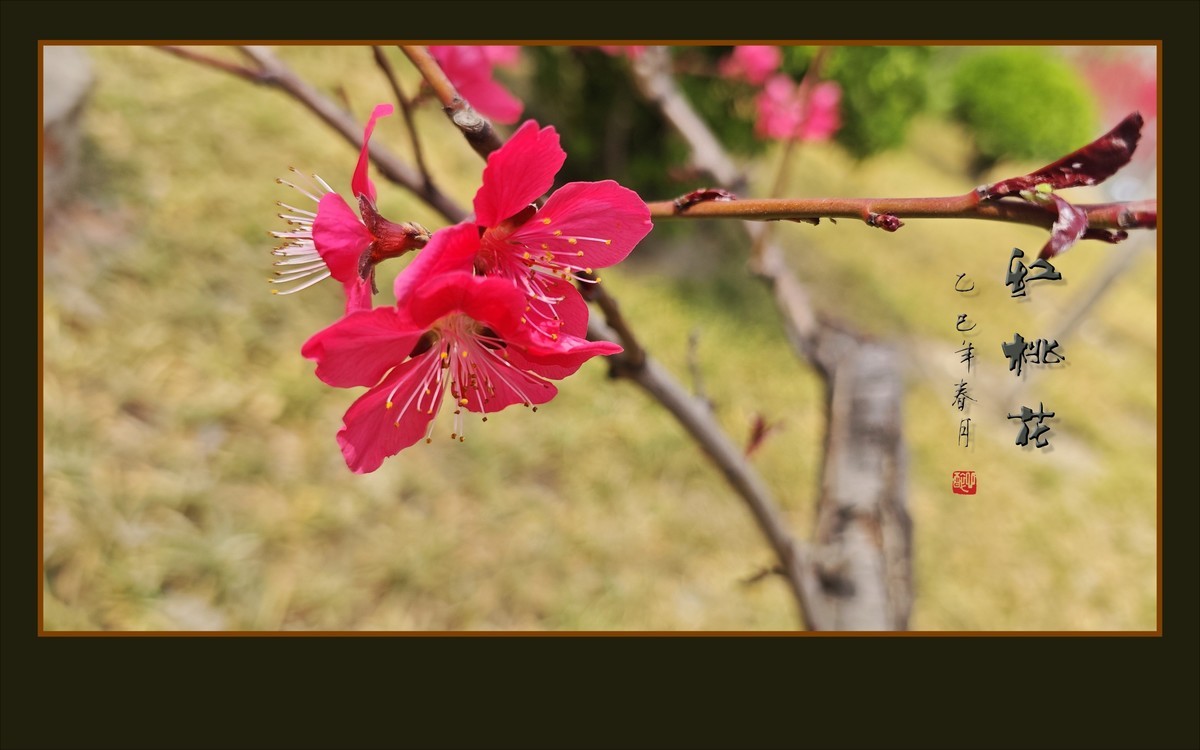 红红火火的红桃花