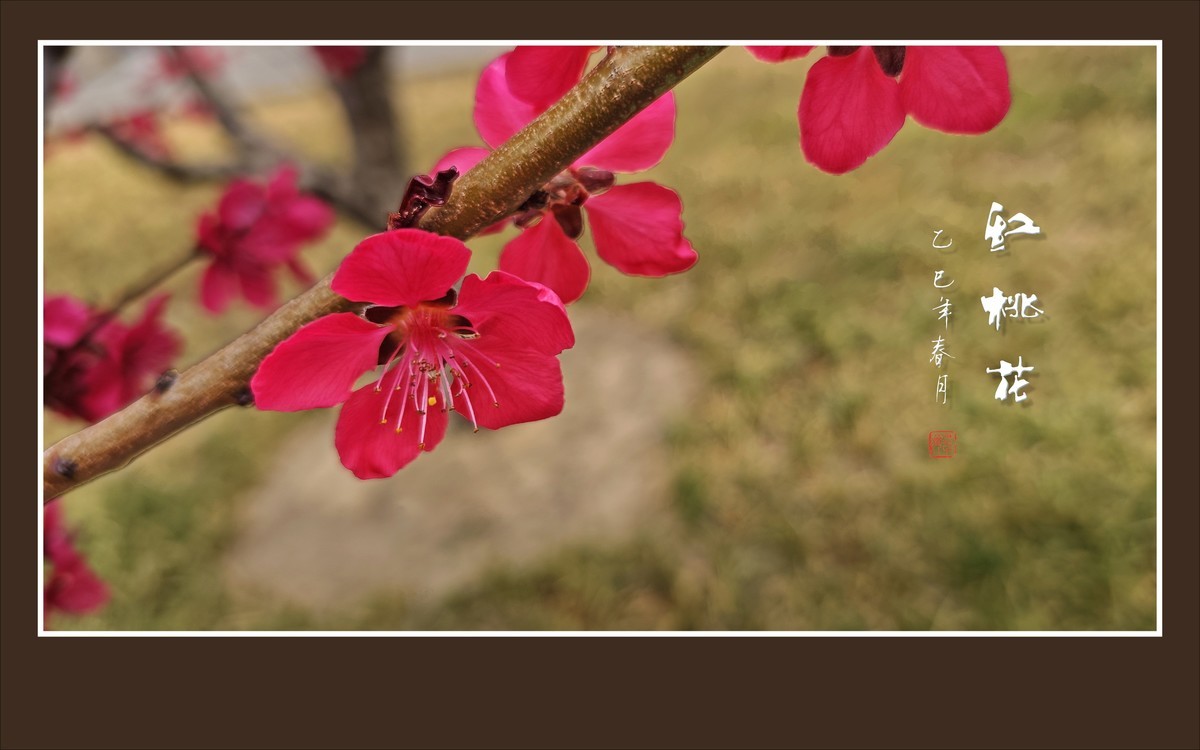 红红火火的红桃花