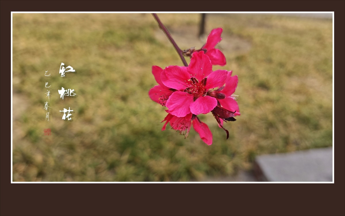 红红火火的红桃花