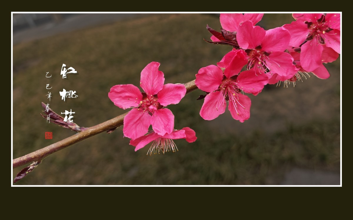 红红火火的红桃花