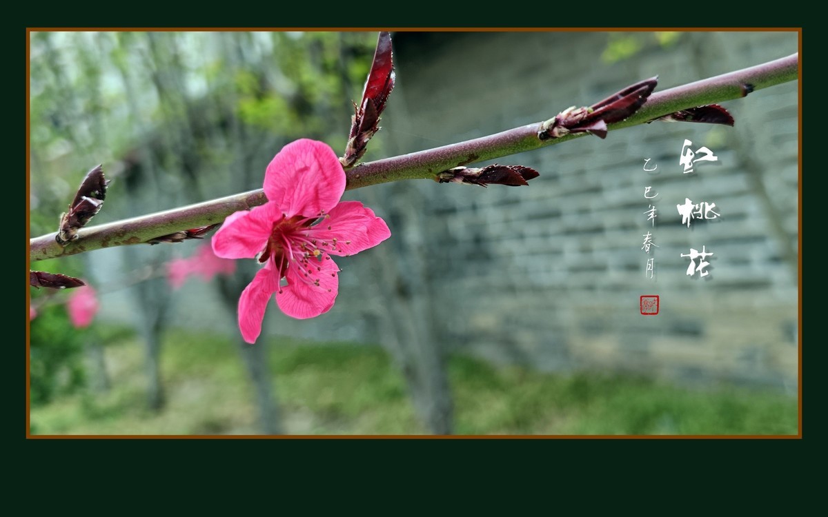 红红火火的红桃花