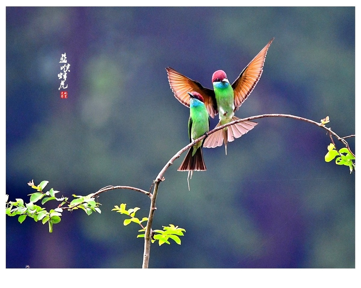 【视觉光影】蓝喉蜂虎（1）