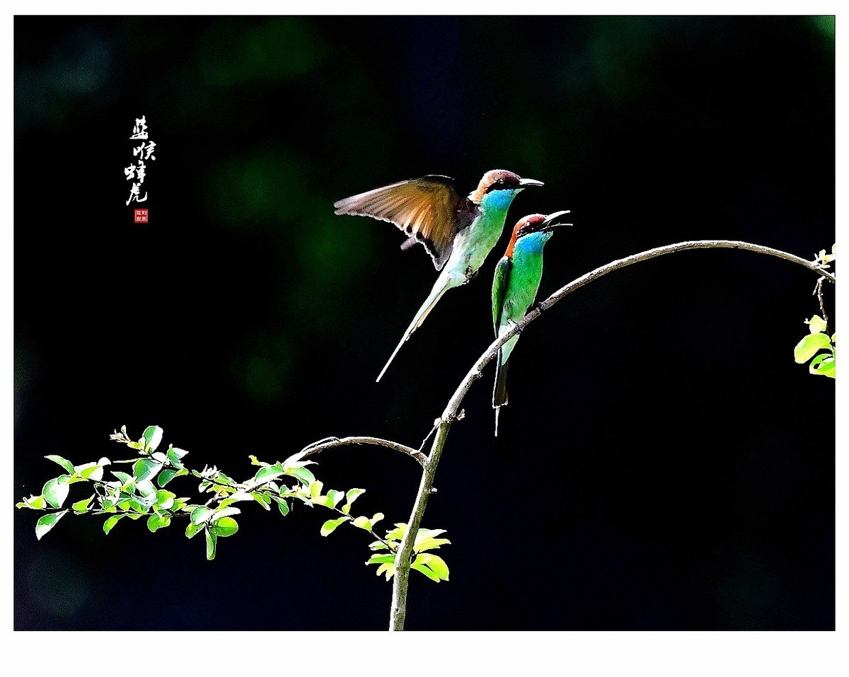 【视觉光影】蓝喉蜂虎（1）