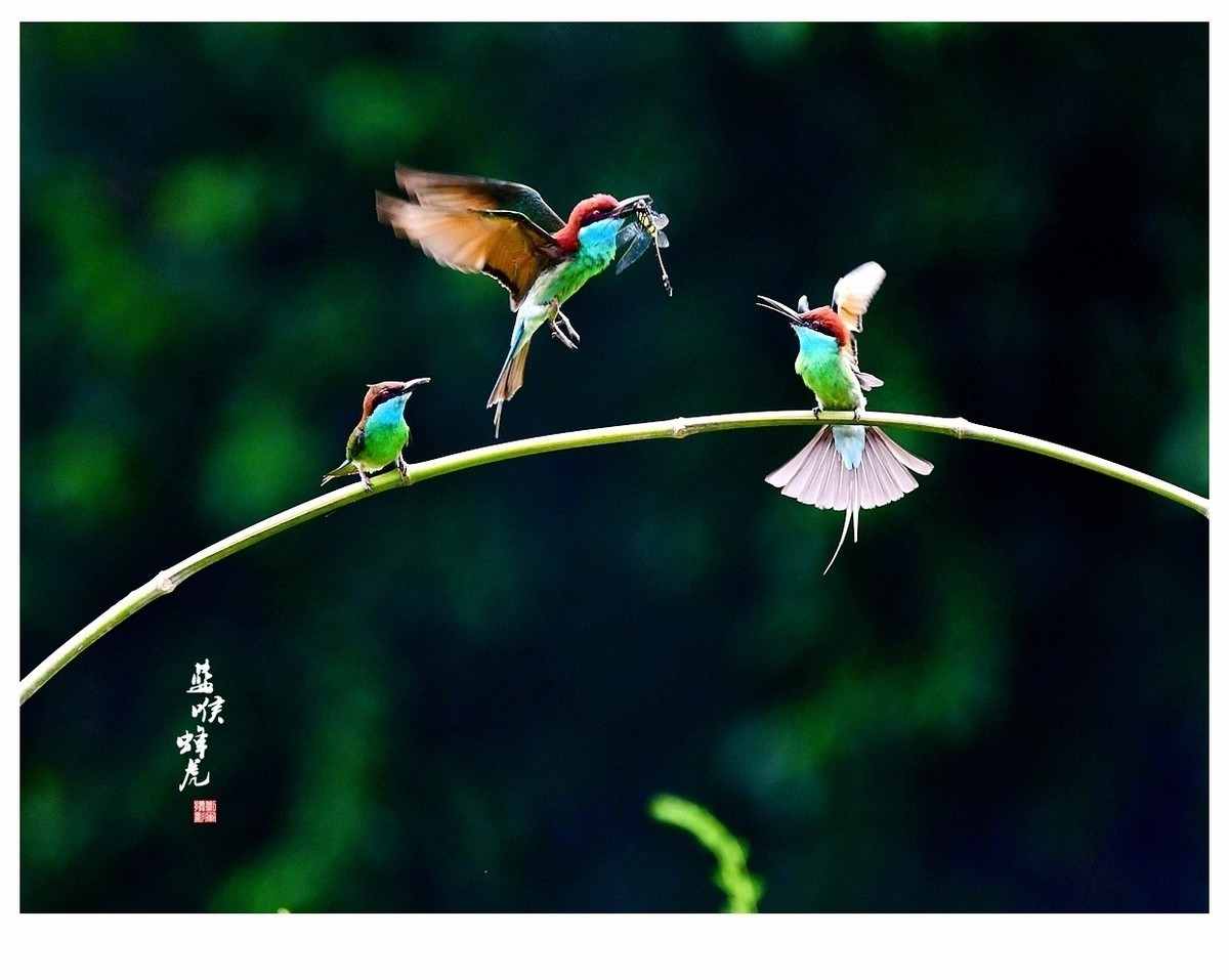 【视觉光影】蓝喉蜂虎（1）