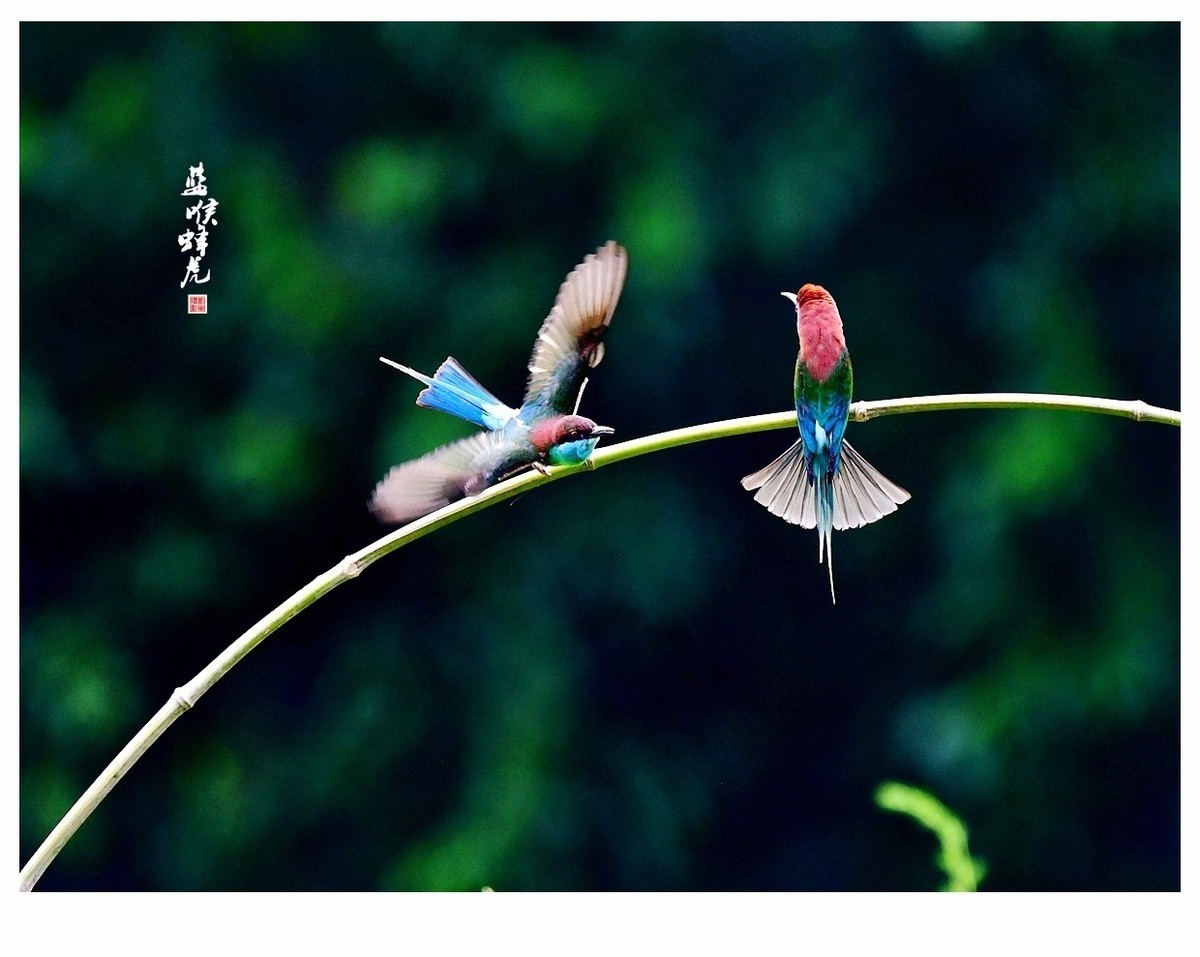 【视觉光影】蓝喉蜂虎（1）