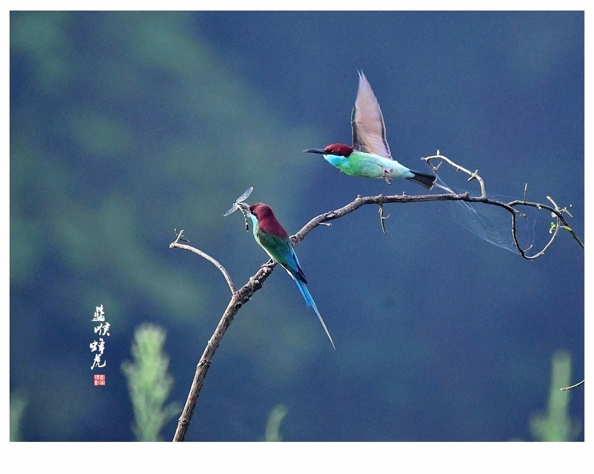 【视觉光影】蓝喉蜂虎（1）