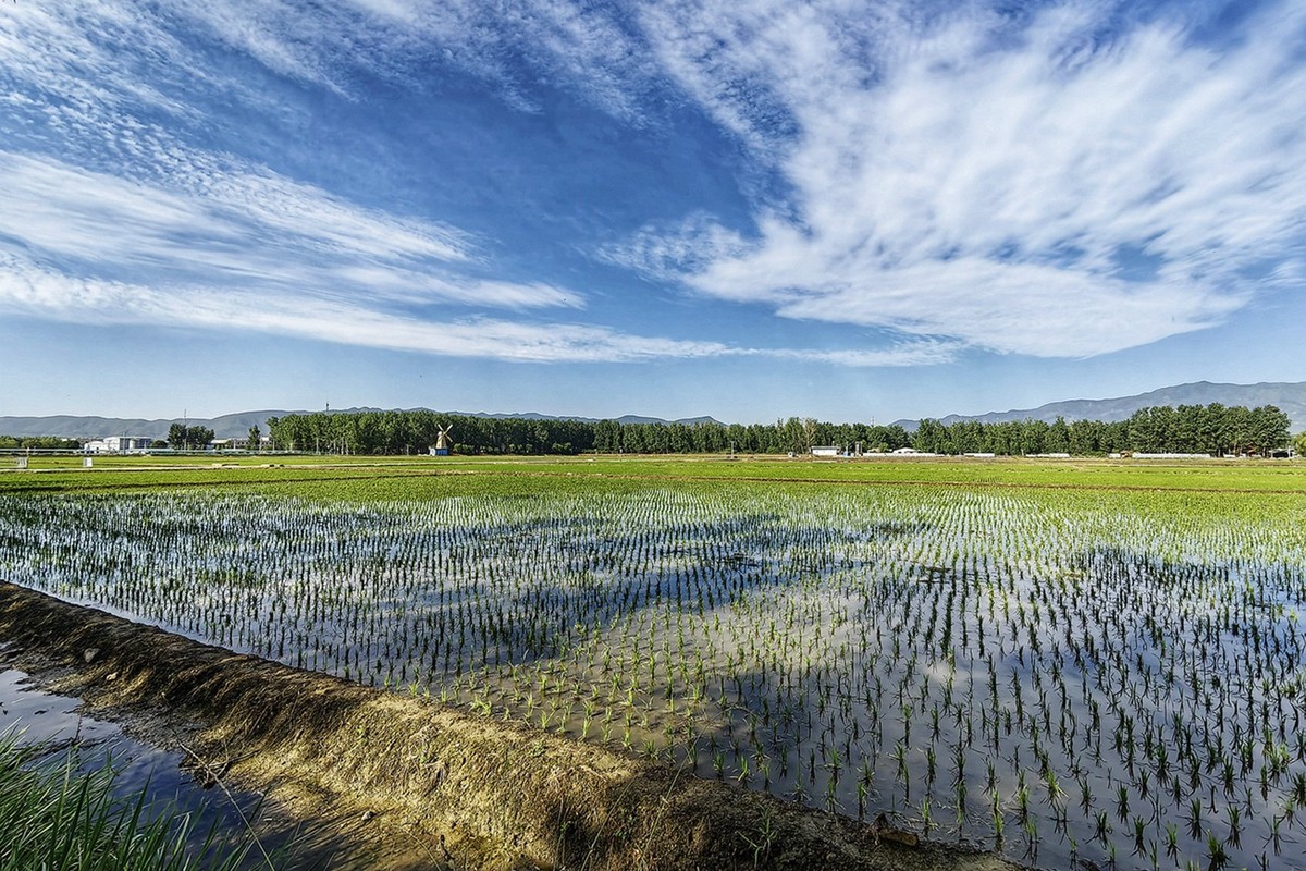 北京京西稻保护区 一