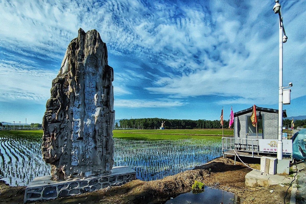 北京京西稻保护区 一