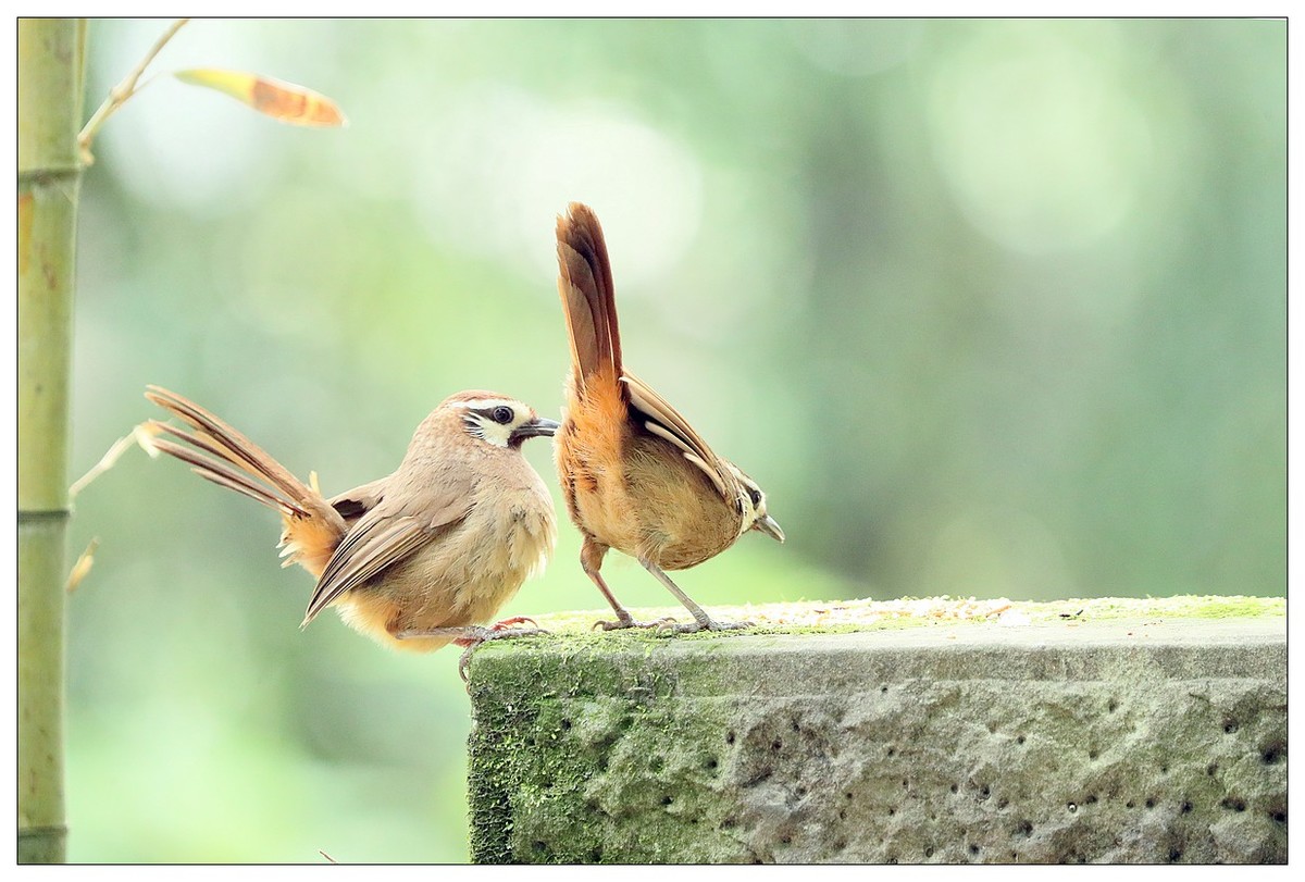 第三次拍到画眉鸟踩背