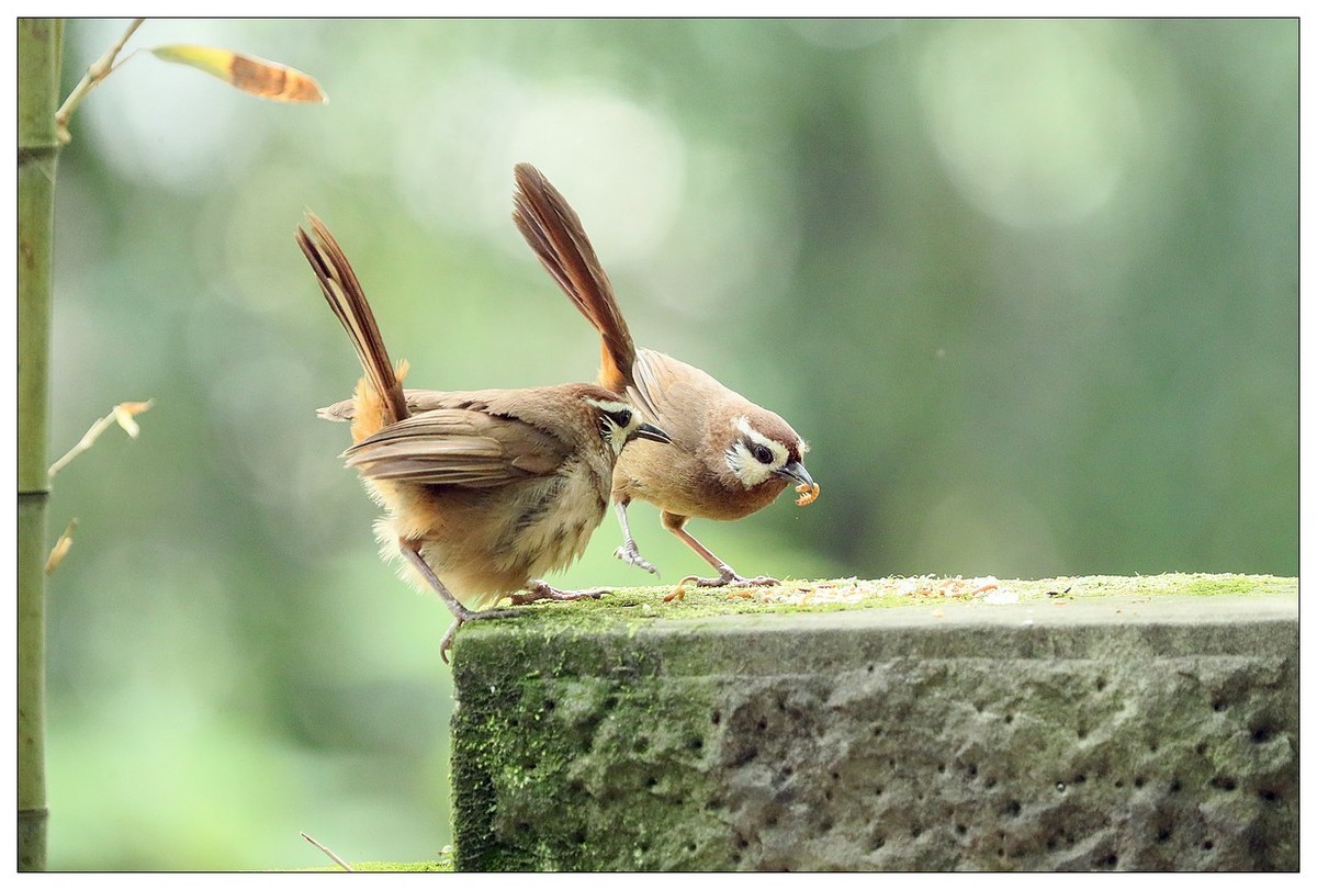 第三次拍到画眉鸟踩背