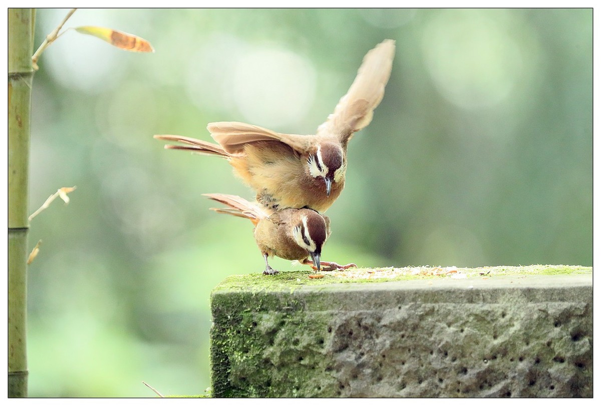 第三次拍到画眉鸟踩背