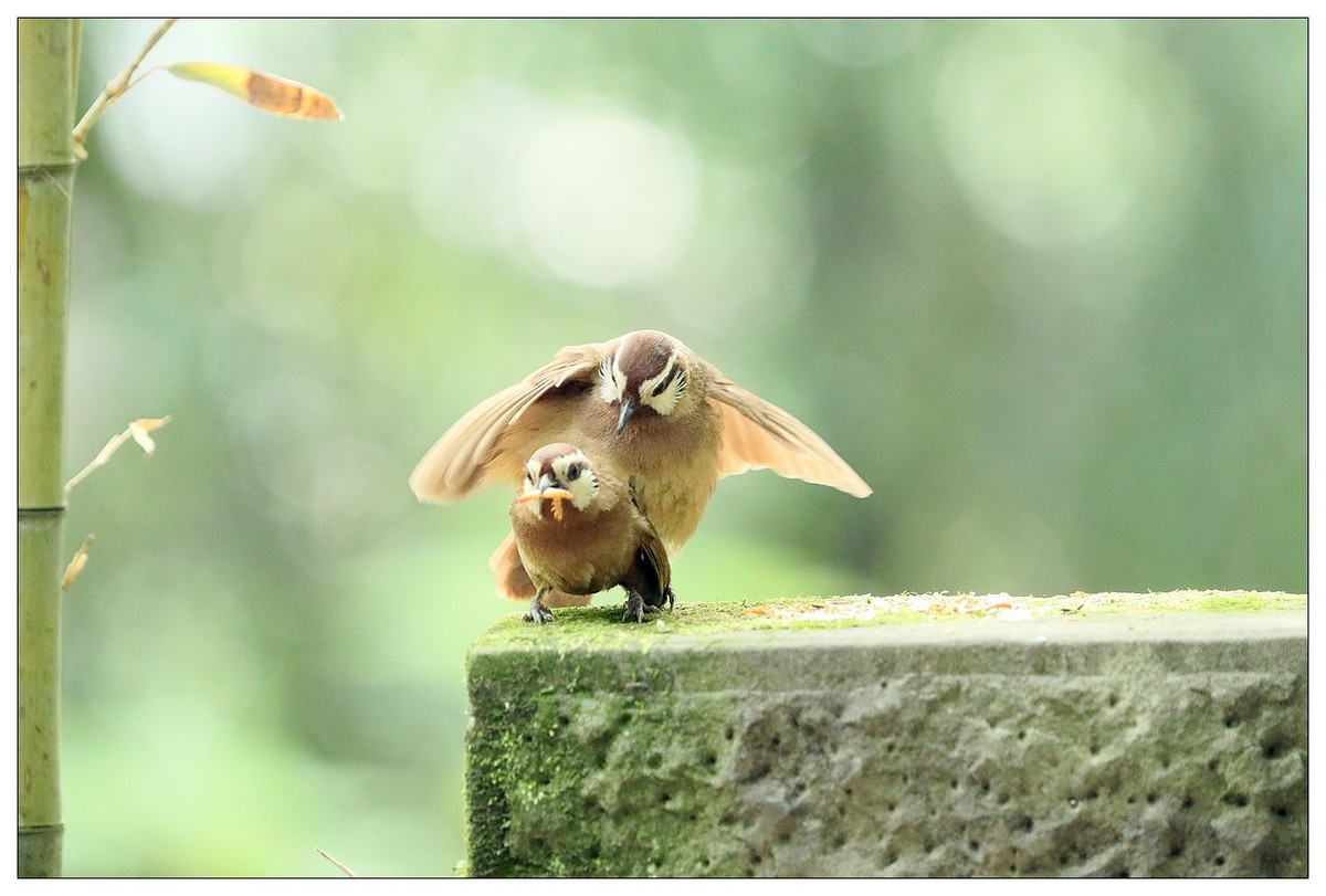 第三次拍到画眉鸟踩背