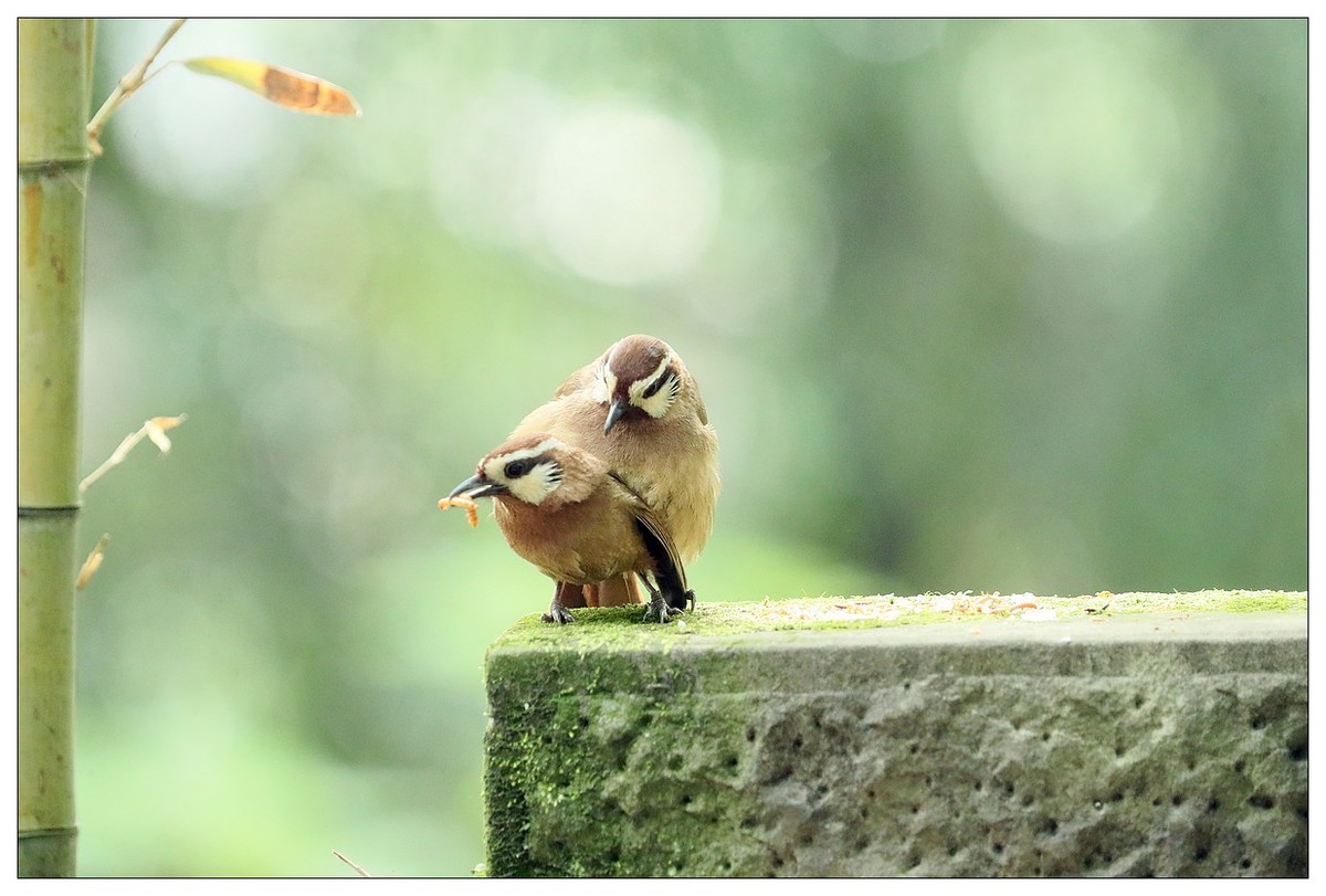 第三次拍到画眉鸟踩背
